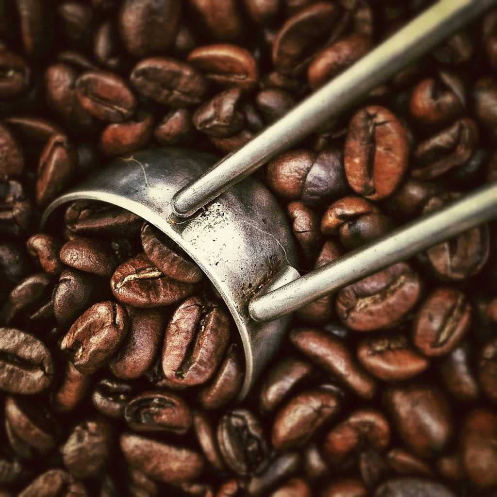 Grains de café : apprenez à les choisir, à les préparer et à en tirer le meilleur goût possible 